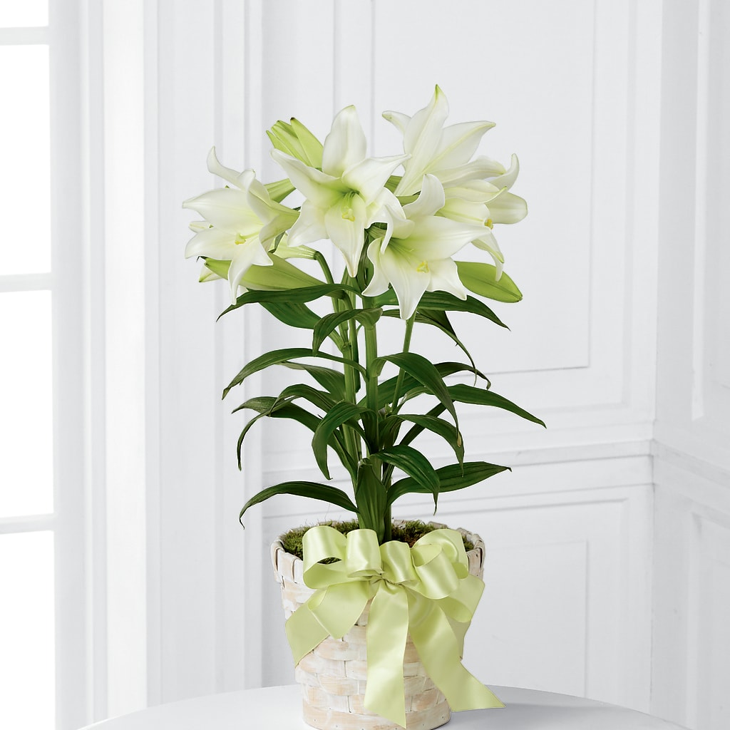 Easter Lily Plant – HARRY'S FLOWERS, Victoria BC