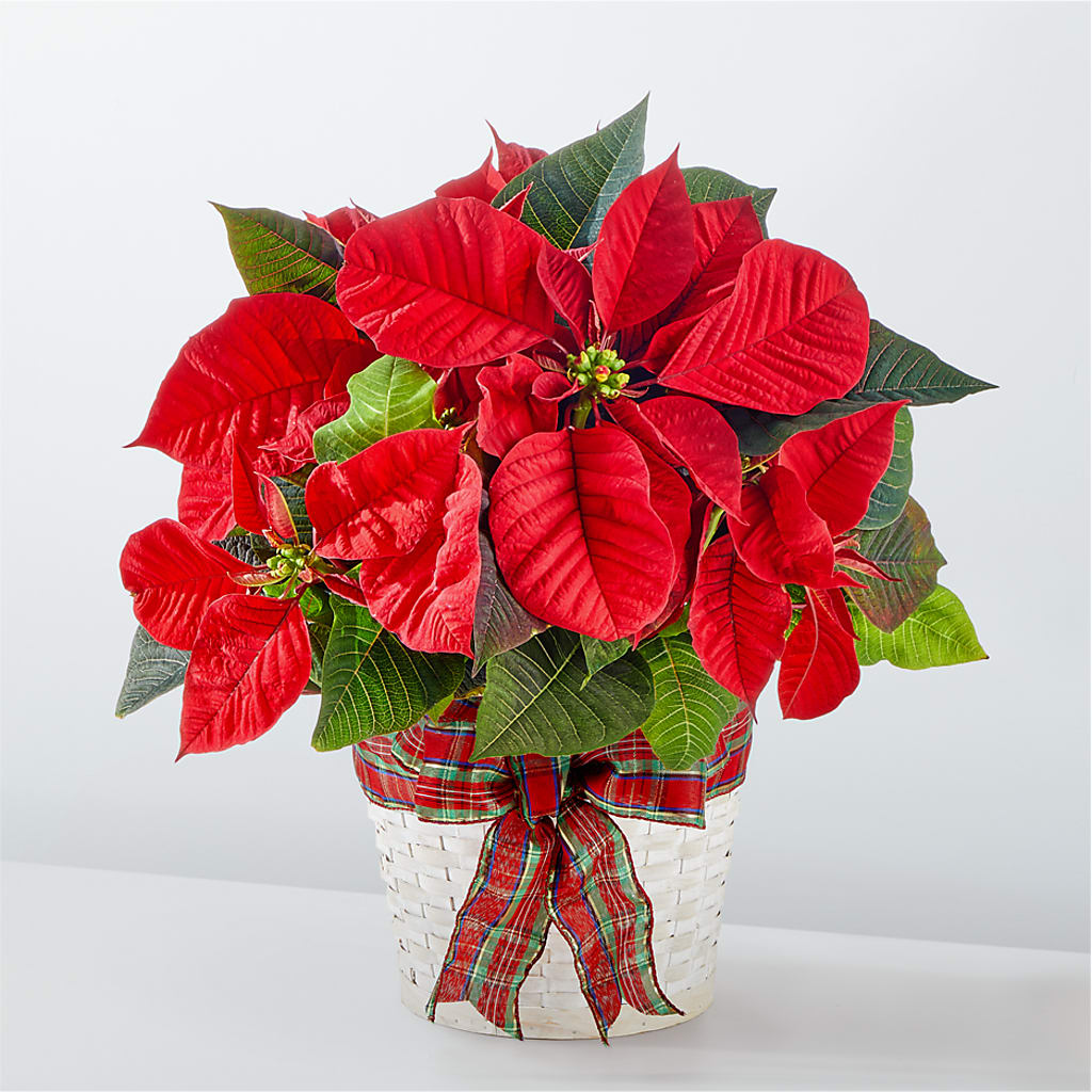 Happiest Holidays Poinsettia – HARRY'S FLOWERS, Victoria BC