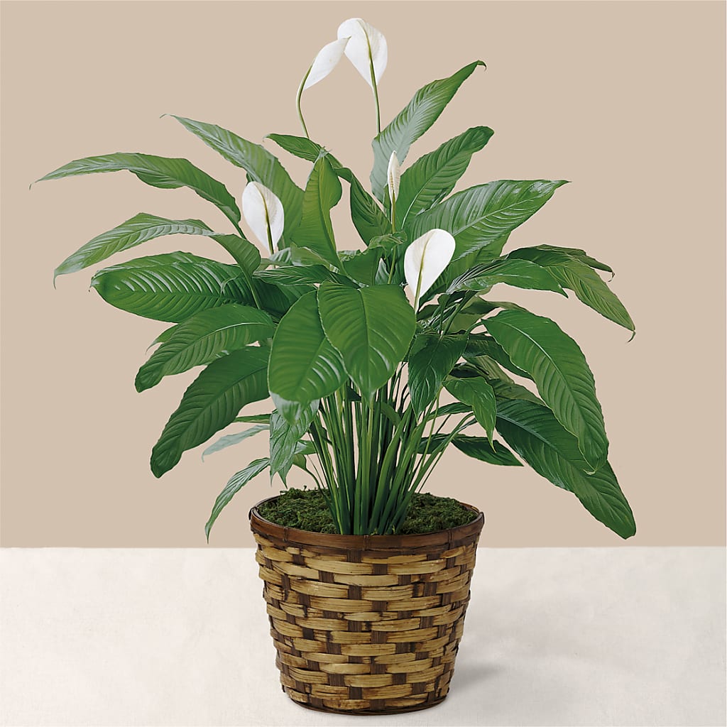 Tranquil Moments Peace Lily Plant – HARRY'S FLOWERS, Victoria BC