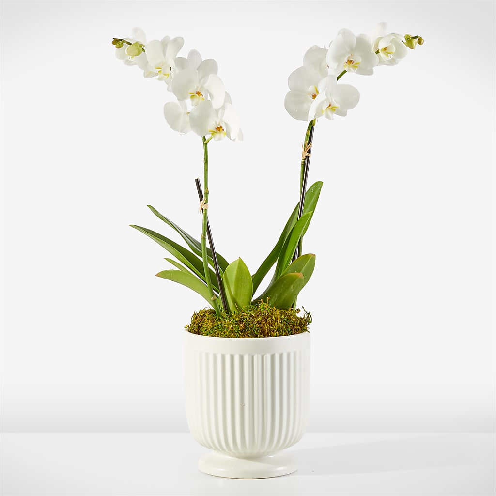 Whispering White Orchid – HARRY'S FLOWERS, Victoria BC