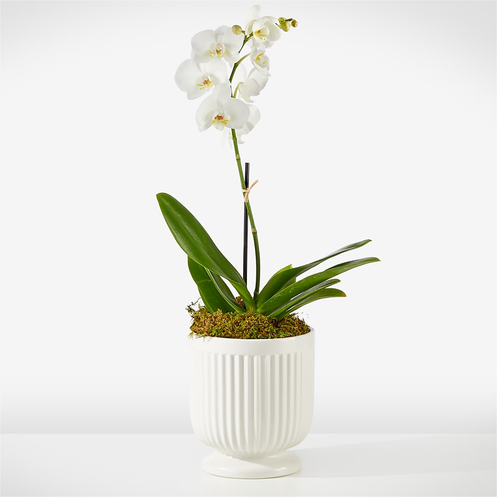 Whispering White Orchid – HARRY'S FLOWERS, Victoria BC