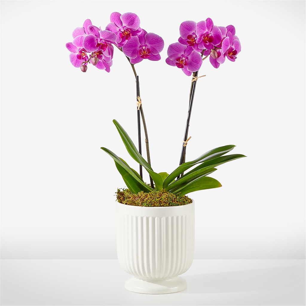 Friendly Fuchsia Orchid – HARRY'S FLOWERS, Victoria BC
