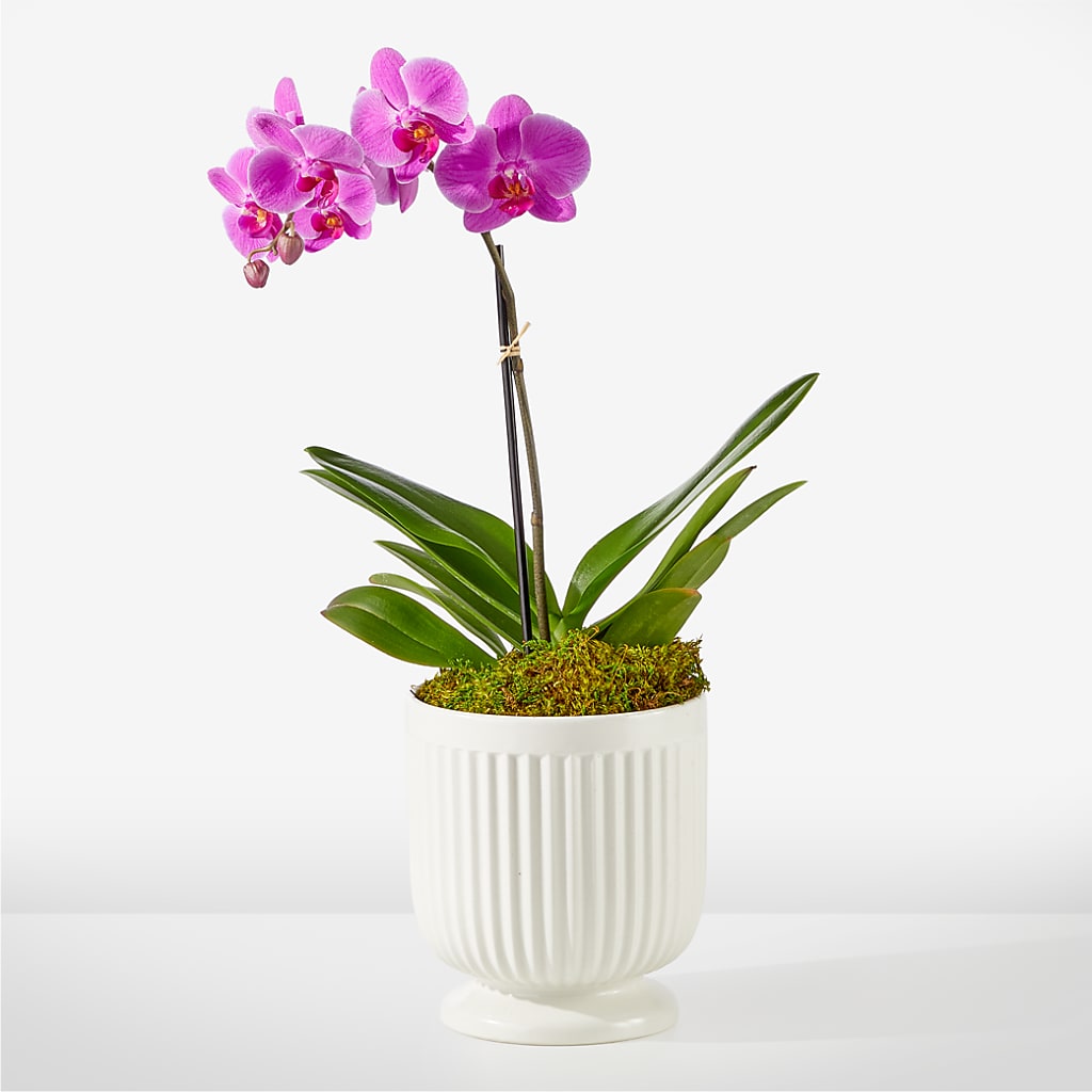 Friendly Fuchsia Orchid – HARRY'S FLOWERS, Victoria BC