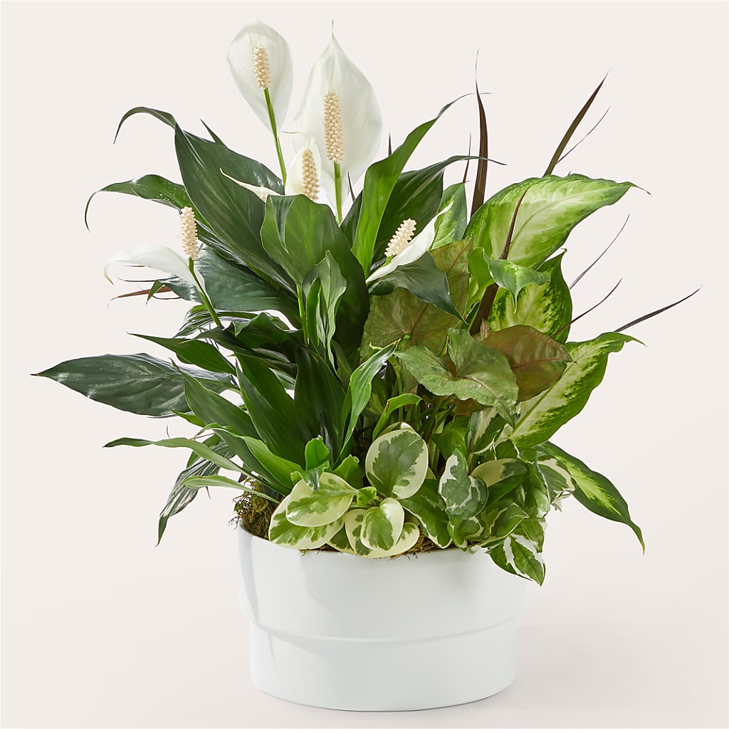 Radiating Positivity Dishgarden – HARRY'S FLOWERS, Victoria BC