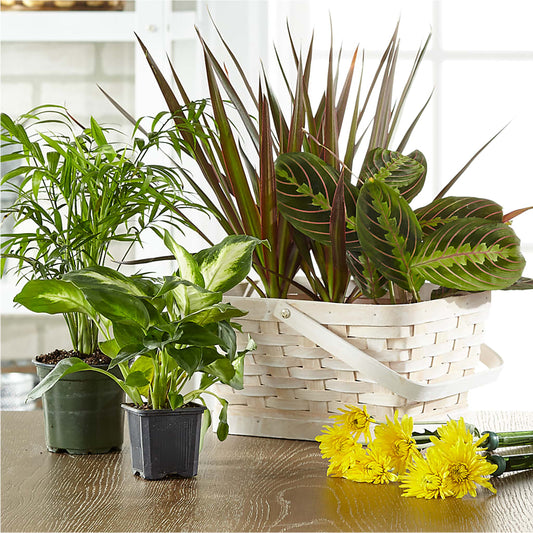 Florist Designed Blooming and Green Plants in a Basket – HARRY'S FLOWERS, Victoria BC