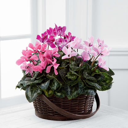 Mixed Cyclamen Planter – HARRY'S FLOWERS, Victoria BC