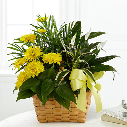 Loving Light Dishgarden – HARRY'S FLOWERS, Victoria BC