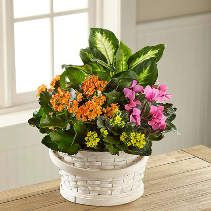 Color Crush Dishgarden – HARRY'S FLOWERS, Victoria BC