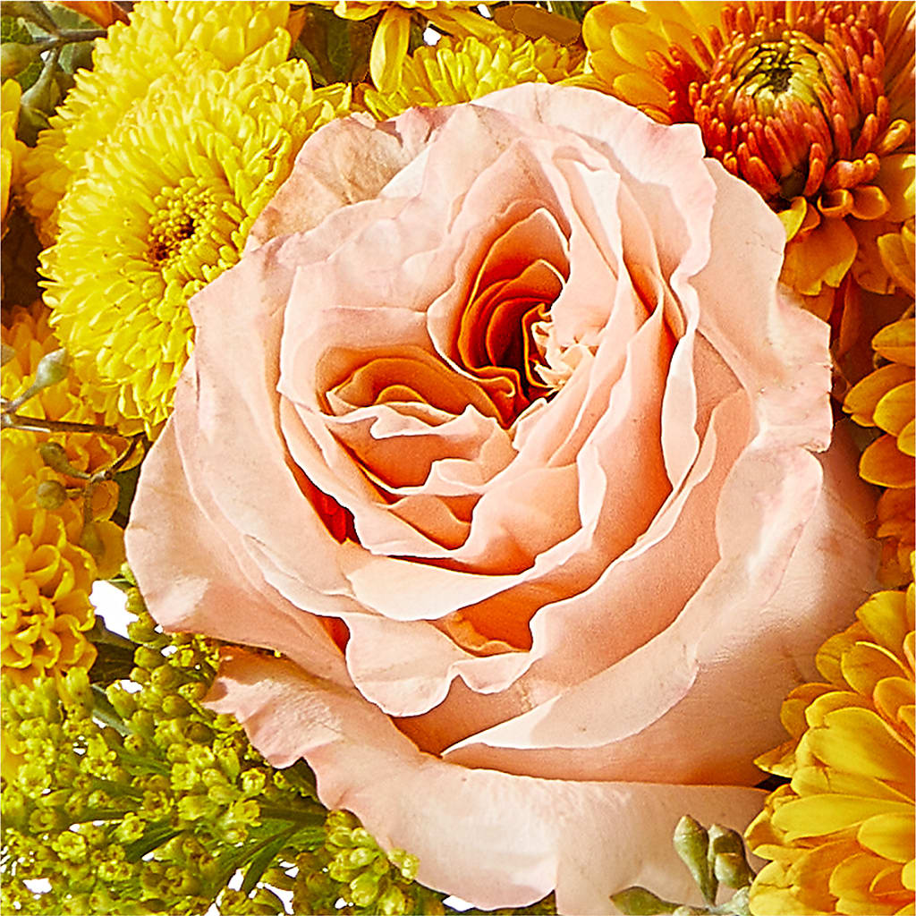 Peachy Pumpkin – HARRY'S FLOWERS, Victoria BC