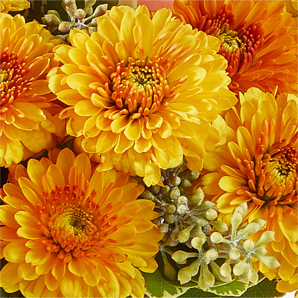 Peachy Pumpkin – HARRY'S FLOWERS, Victoria BC
