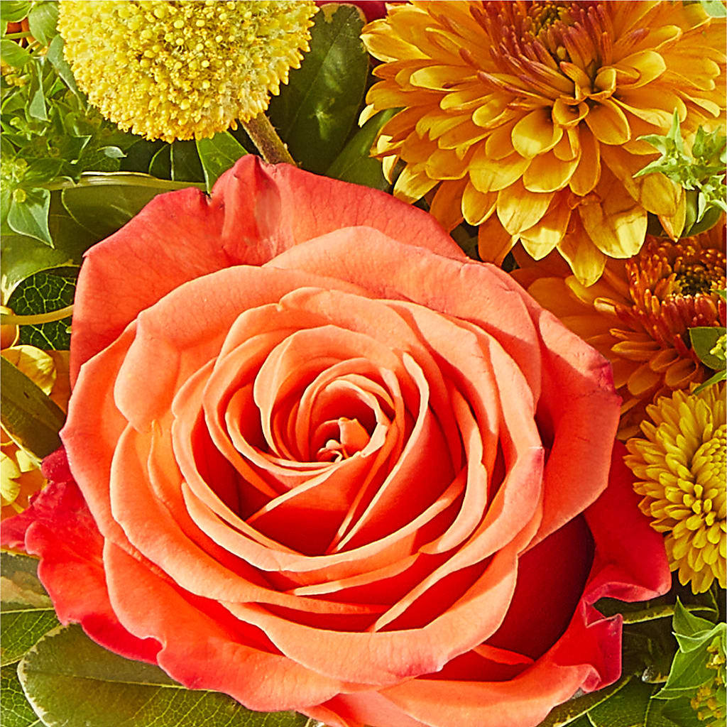 Gourdgeous Pumpkin – HARRY'S FLOWERS, Victoria BC