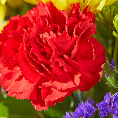 Brighter Days Bouquet – HARRY'S FLOWERS, Victoria BC