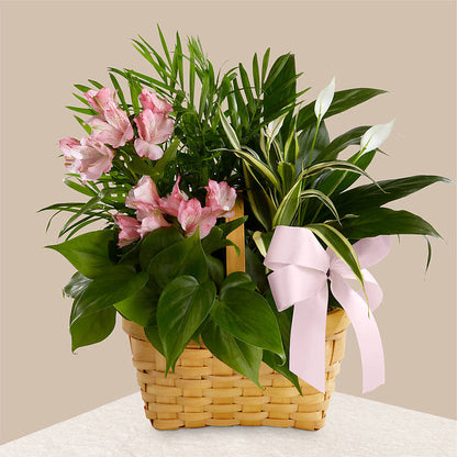 Living Spirit Dishgarden – HARRY'S FLOWERS, Victoria BC