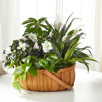 Serene Dishgarden – HARRY'S FLOWERS, Victoria BC