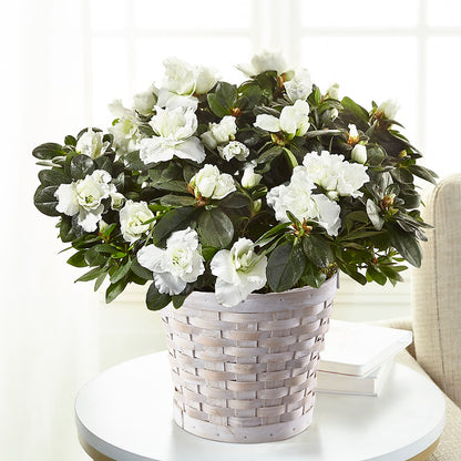 White Azalea Plant – HARRY'S FLOWERS, Victoria BC