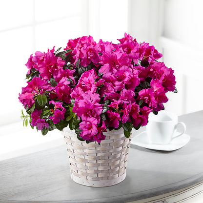 Hope & Serenity Azalea Plant – HARRY'S FLOWERS, Victoria BC