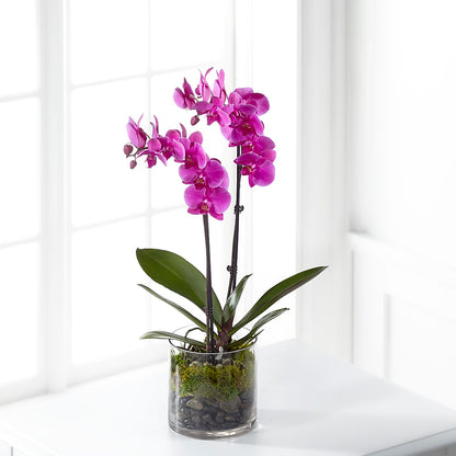 Pink Orchid Plant – HARRY'S FLOWERS, Victoria BC