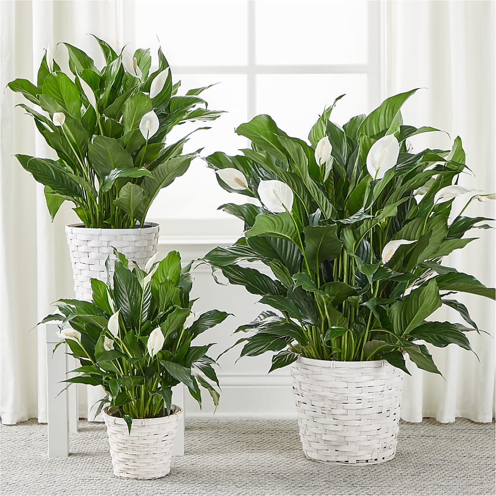 A New Leaf Peace Lily – HARRY'S FLOWERS, Victoria BC