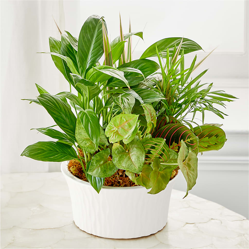 Balance & Harmony Dishgarden – HARRY'S FLOWERS, Victoria BC