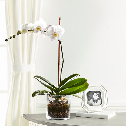 White Orchid Planter – HARRY'S FLOWERS, Victoria BC