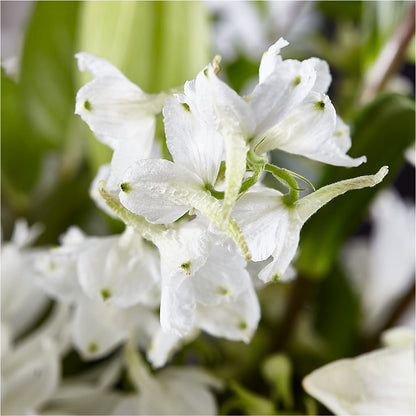 Classic Ivory – A Florist Original – HARRY'S FLOWERS, Victoria BC